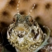 blenny_sailfin_lphr_gc_h_0220_cay4135.jpg